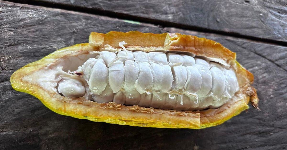 A Cacao Pod
