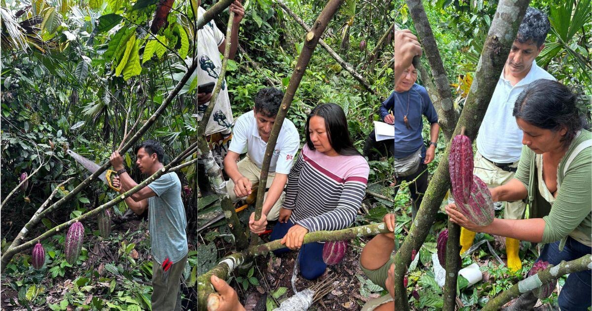 Wild harvesting cacao in the Amazon rainforest