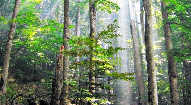 Biogradska suma connect with nature Biogradska suma connect with nature