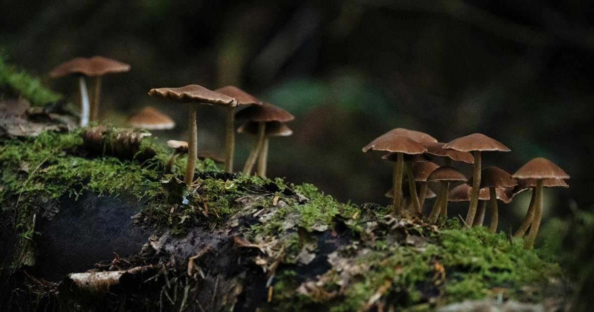 Mushrooms growing in the forest