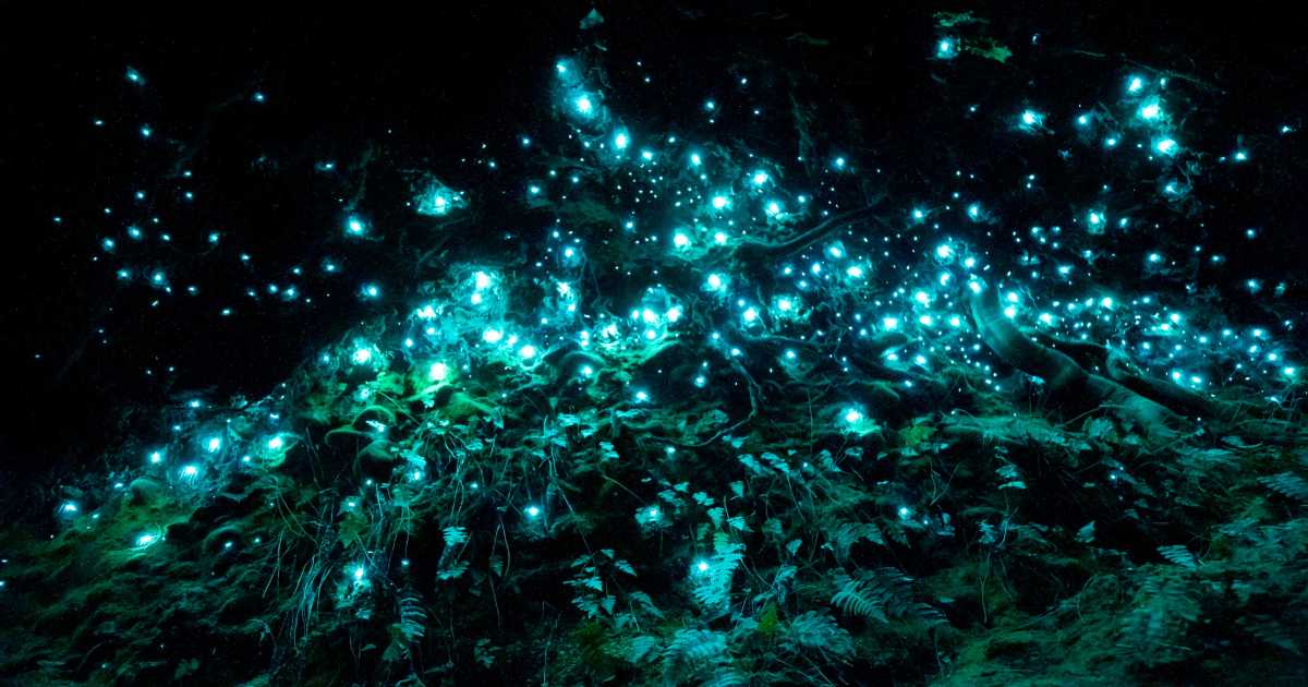 Bioluminescence 