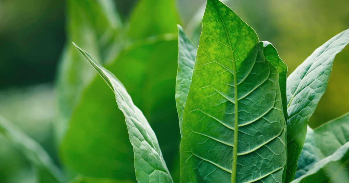 Close up of a tobacco plant 