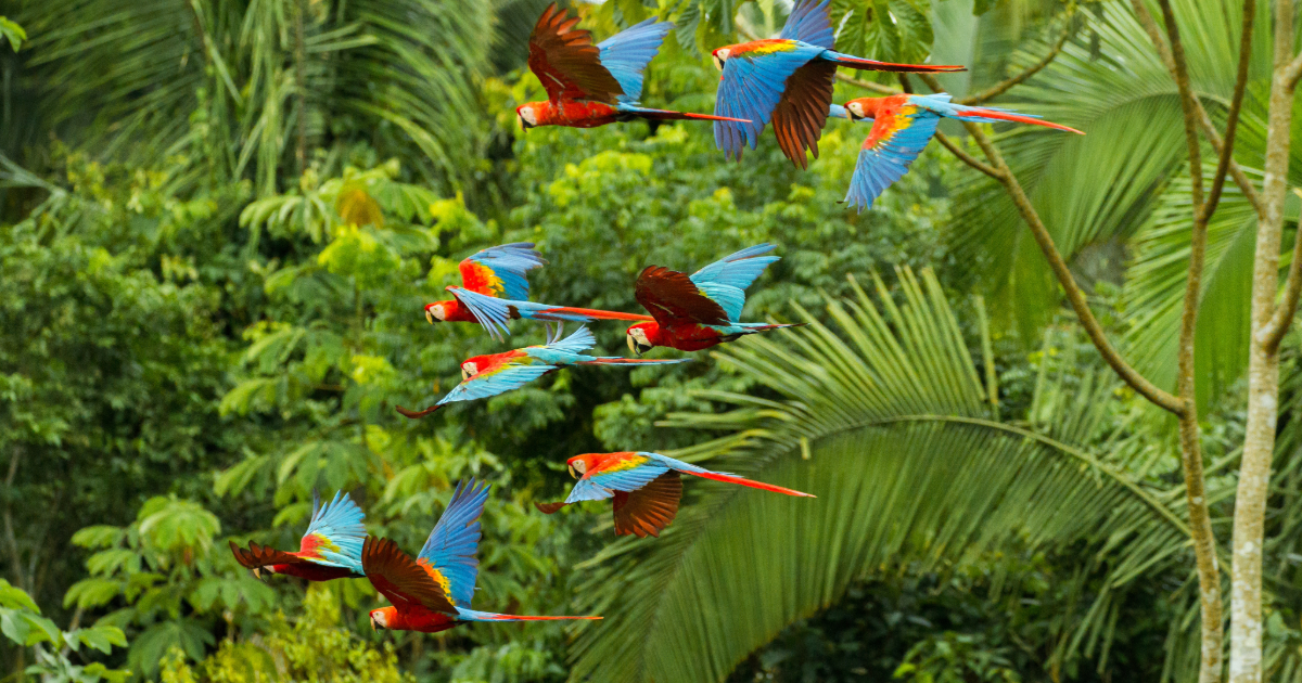 A flock of macaws flying