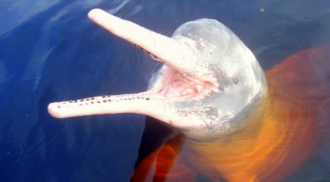 amazon river dolphin