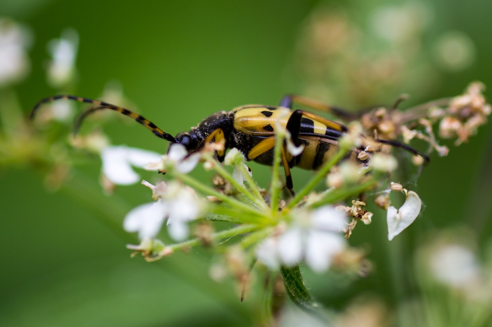 Biodiversity of the Amazon Rainforest: A Photo Essay