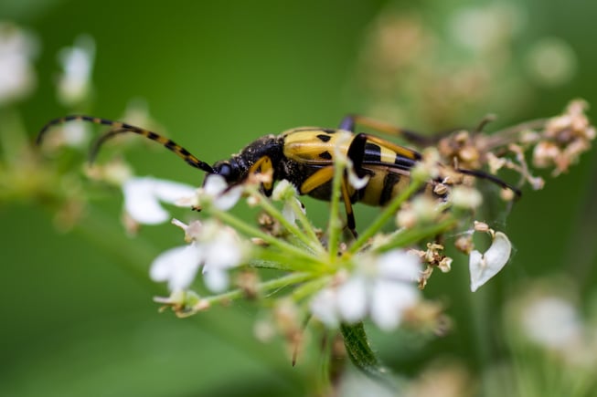 longhorn beetle on white flowers