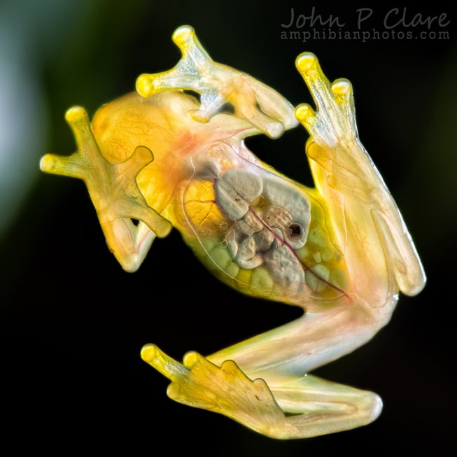 glass frog