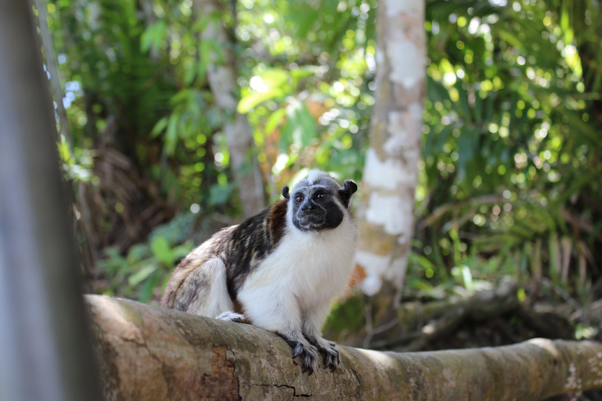 Biodiversity of the Amazon Rainforest: A Photo Essay