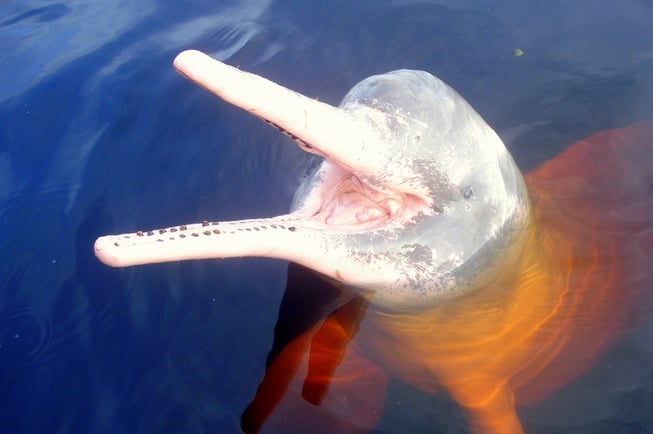 pink river dolphin 