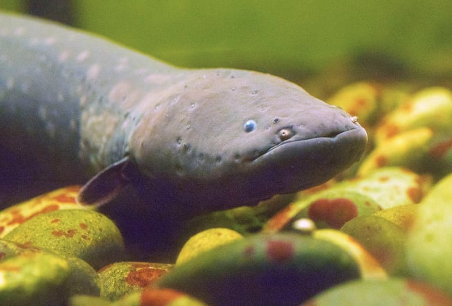 gray eel