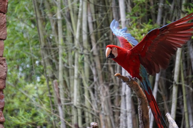 macaw