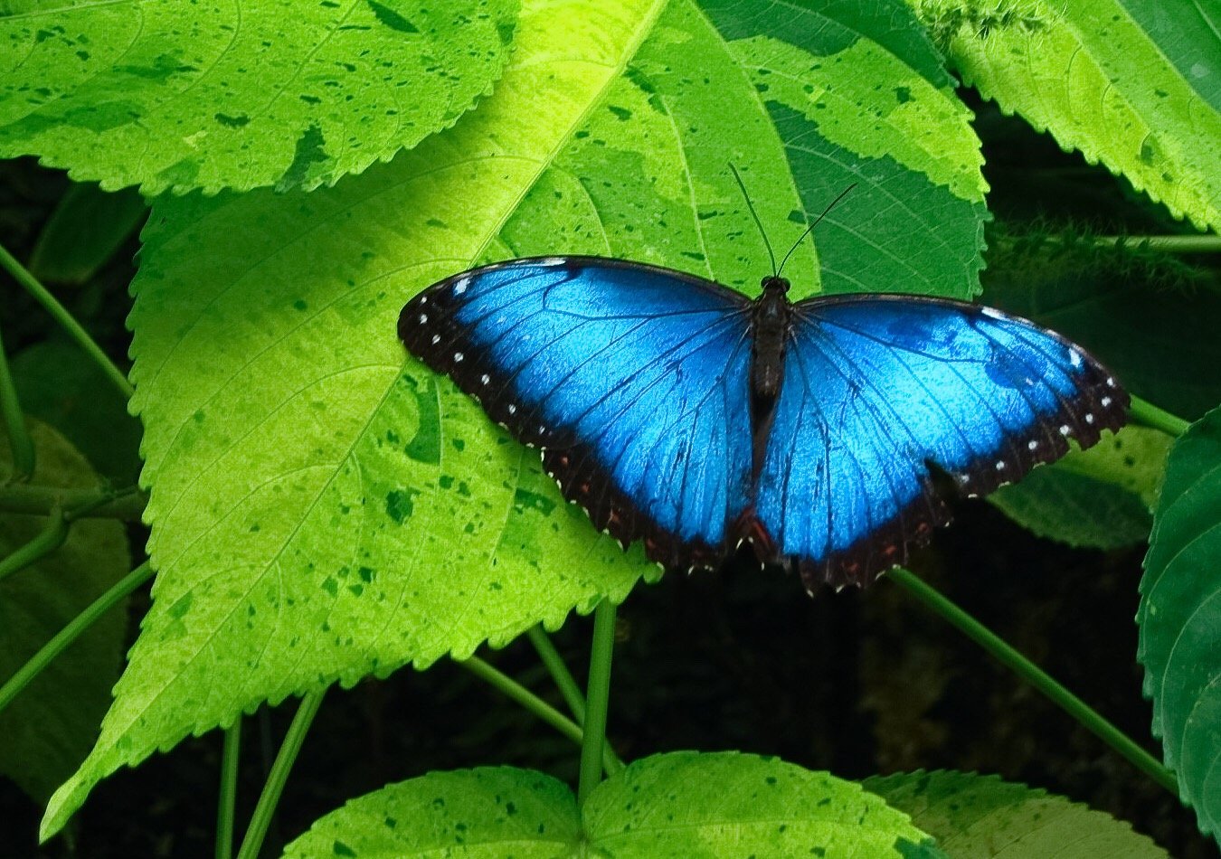 Amazon Rainforest Butterfly Facts