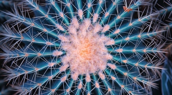 aerial view of pink and blue cactus