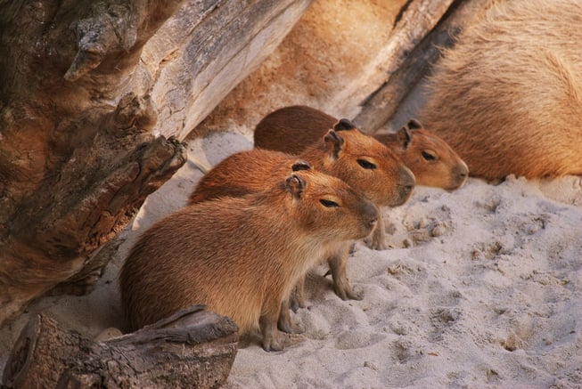 capybara babies