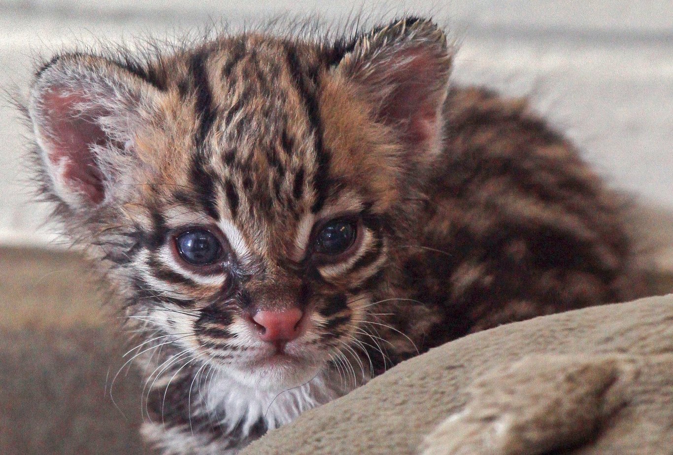 baby ocelot