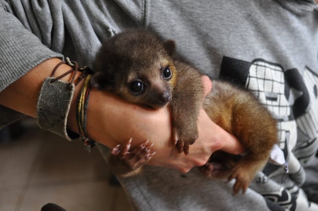 baby kinkajou resting on human arm