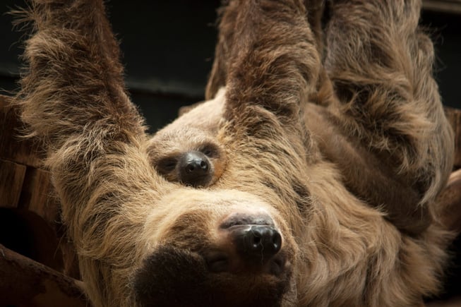 baby two-toed sloth hanging onto bigger sloth