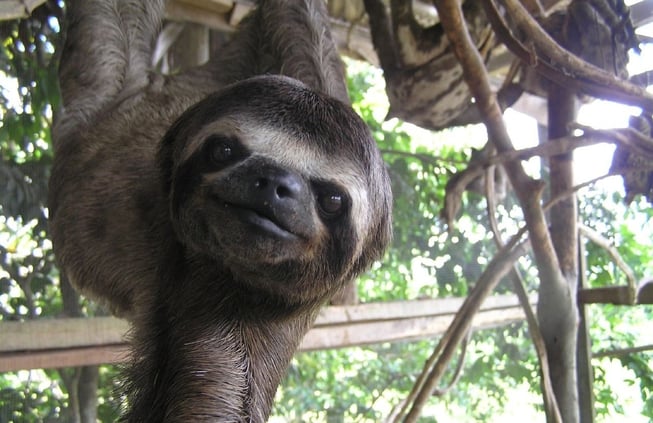 baby three-toed sloth