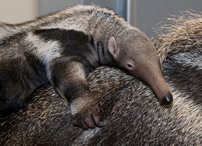 baby anteater