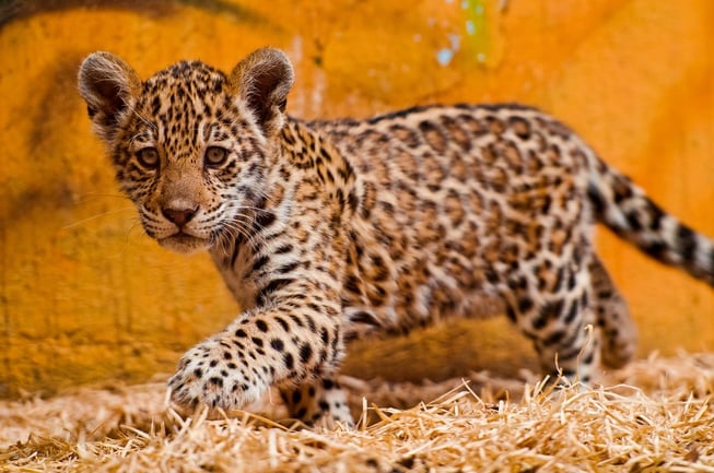 These Baby Amazon Animals Will Melt Your Heart These Baby Amazon Animals Will Melt Your Heart