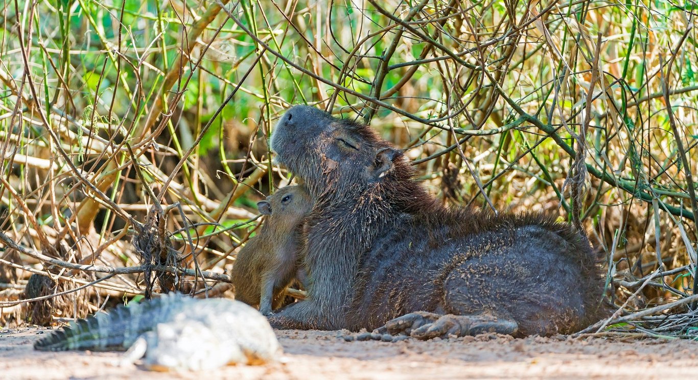 baby and mama capybara