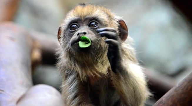 baby howler monkey chewing on leaf