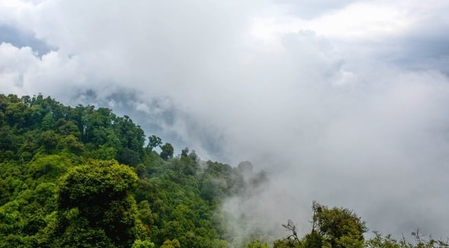 mist floating over trees