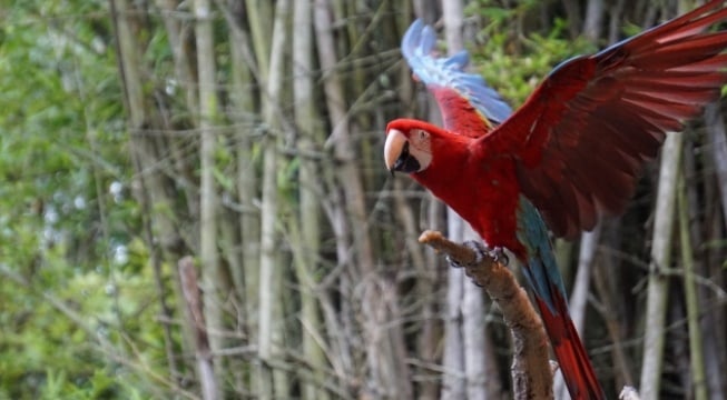 macaw