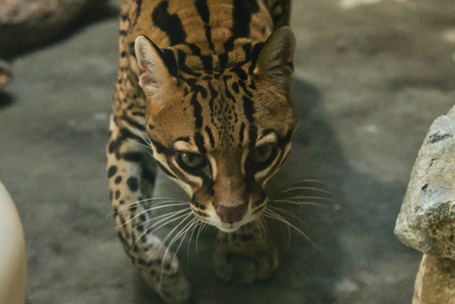 ocelot