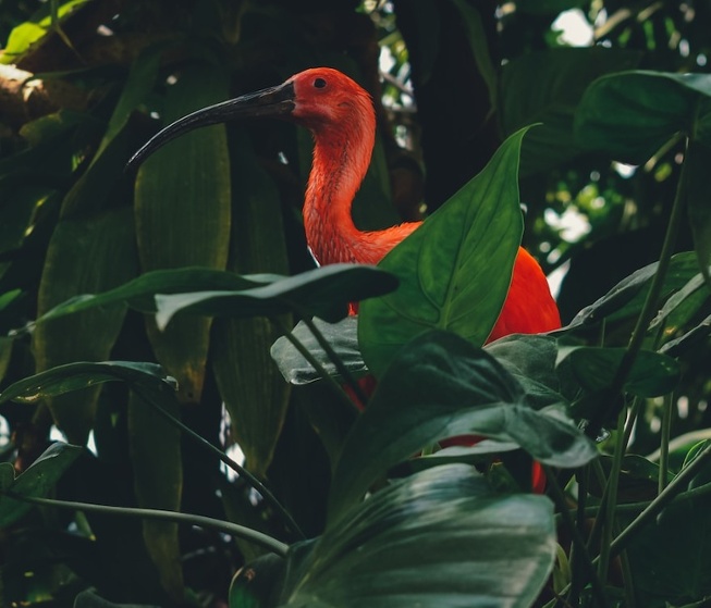 scarlet ibis partially hidden by tropical plants