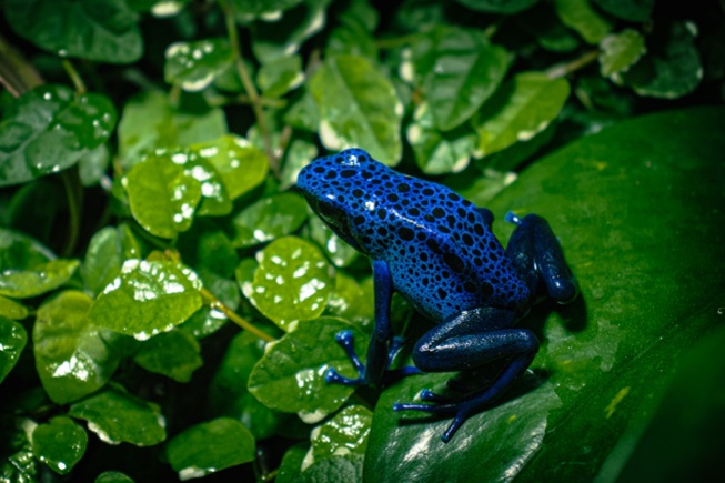 blue spotted poison dart frog