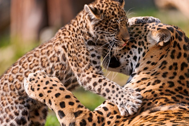 baby jaguar playing with bigger jaguar