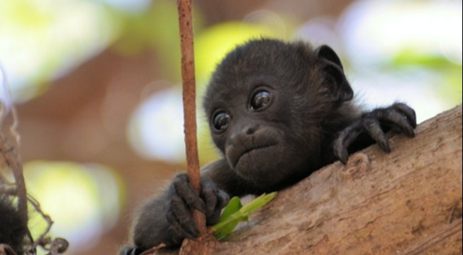 baby howler monkey 