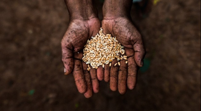 hands covered in dirt holding pile of seeds