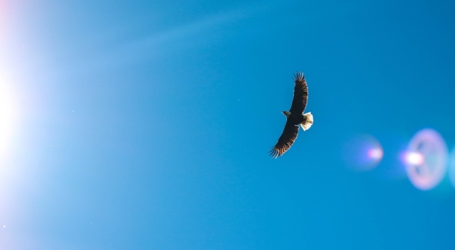 eagle in blue sky