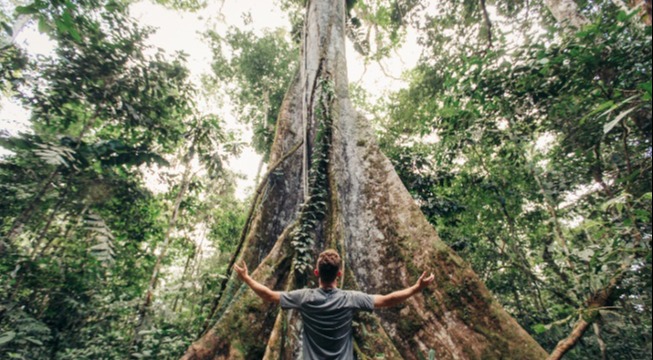 man facing kapok tree with open arms