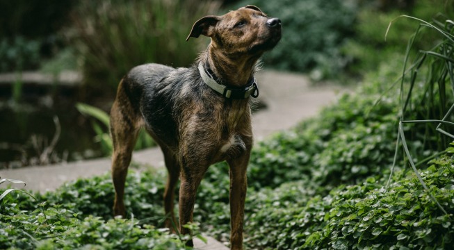 Animals That Help Save the