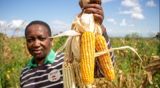 man in cornfield holding up a bundle of corn in his left hand