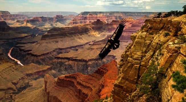 condor flying above canyons 