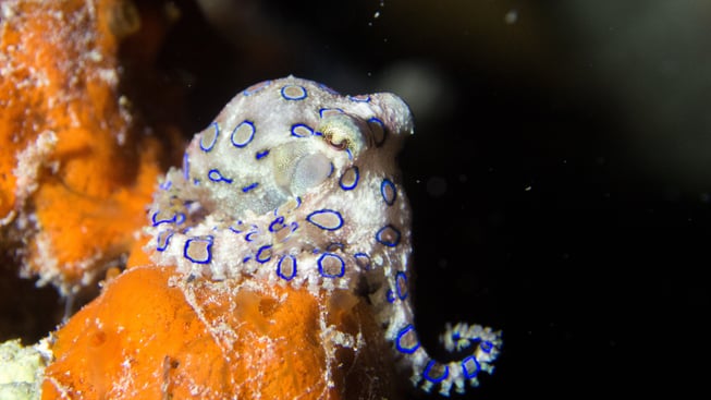 octopus saving planet