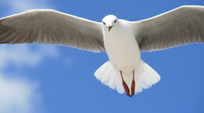 seagull Aloha Ke Akua