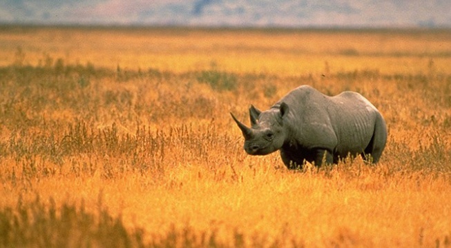 BlackRhino CROP