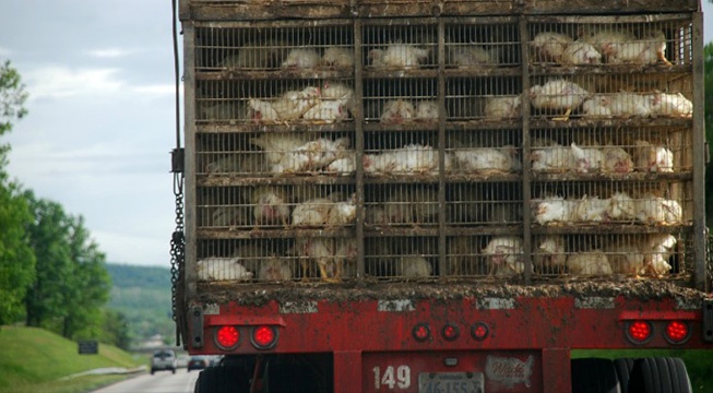 chickens in cages being transported in a red truck