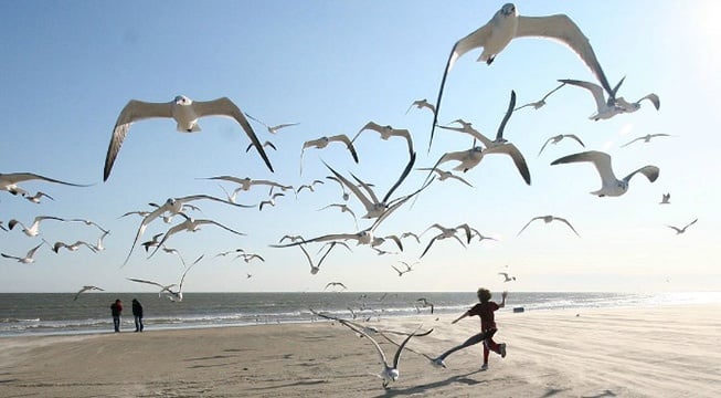 child chasing seagulls on beach
