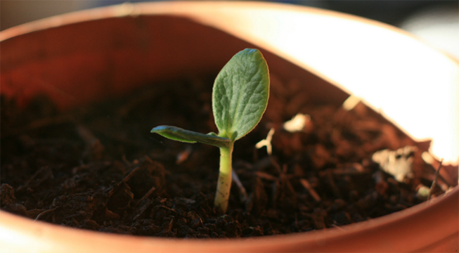 Seedling Growing in Compost