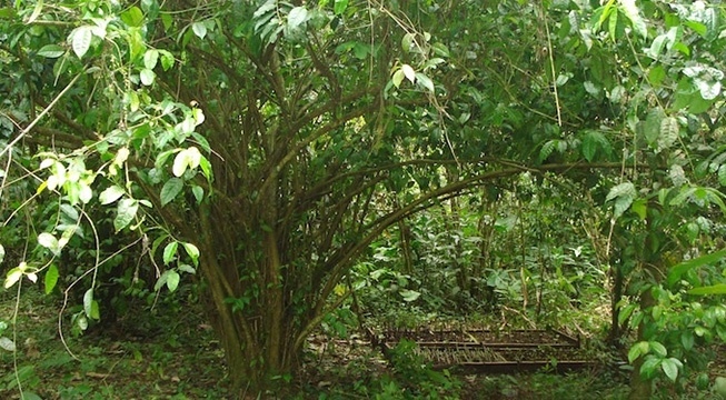 guayusa plant