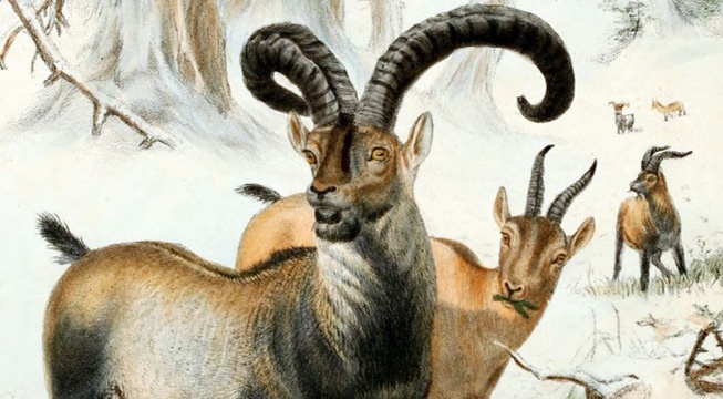 Pyrenean Ibex CROP