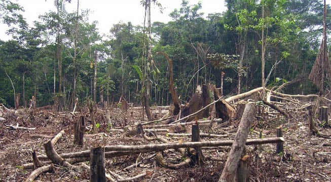 deforested area of the Amazon rainforest