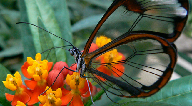 butterfly on red and yellow flowers