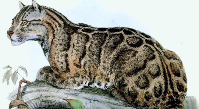formosan clouded leopard CROP